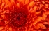 chrysanthemum