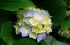 hydrangeas