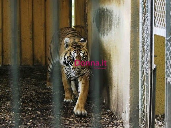 tigre