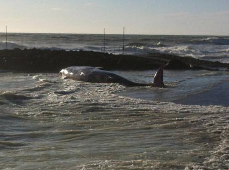 CARCASSA BALENA DI 15 METRI SU UNA SPIAGGIA NEL LIVORNESE