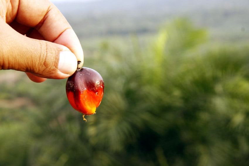 olio di palma2