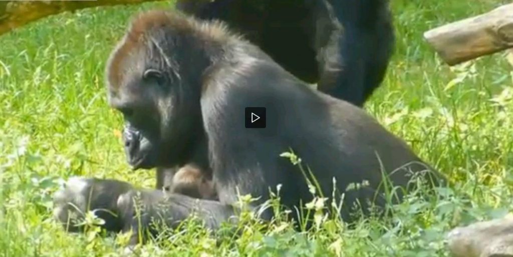 Gorilla partorisce due gemelli nello zoo di Arnhem