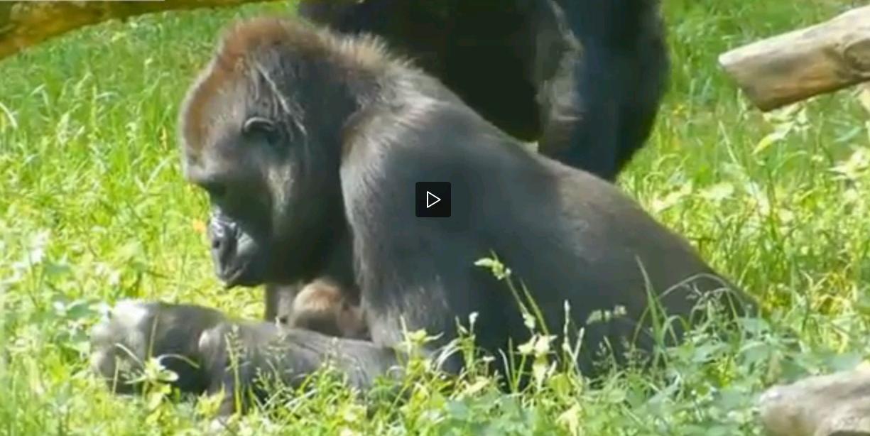 Gorilla partorisce due gemelli nello zoo di Arnhem