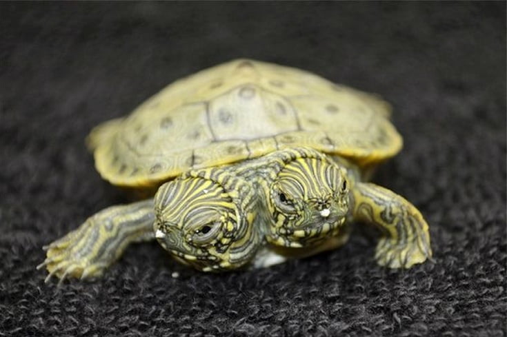 animali-a-due-teste-