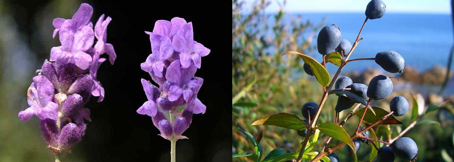 lavanda