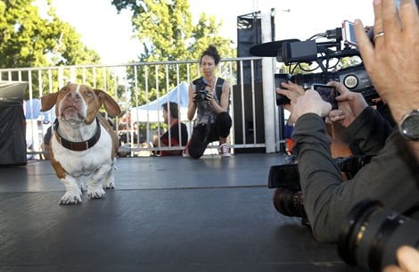 walle-cane-brutto_