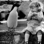 bimba pinguino