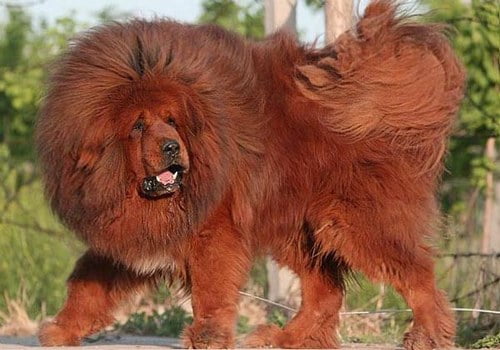 mastino-tibetano