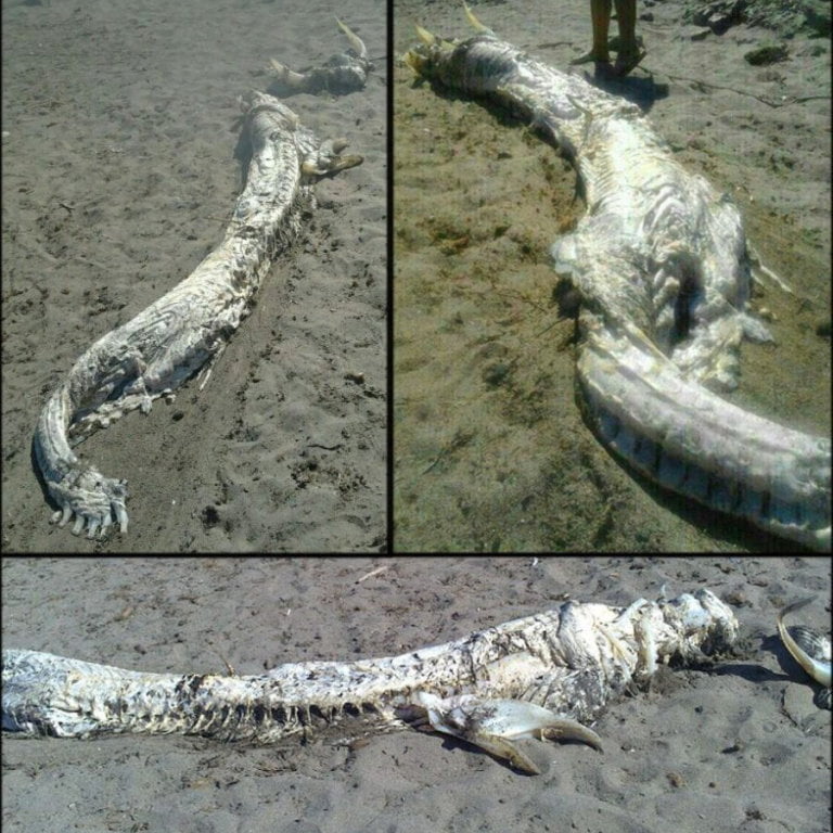 LOS RESTOS DE UN PEZ SIN IDENTIFICAR CAUSAN ASOMBRO EN VILLARICOS (ALMERÍA)