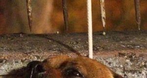 Aggressione di un cane a Roma in località San Basilio