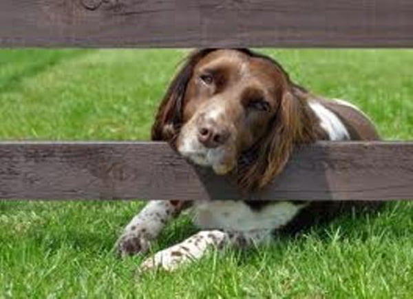 cane-veglia-il-padrone-morto Cane pointer veglia