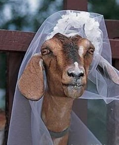 Brasile si sposa con la sua capra