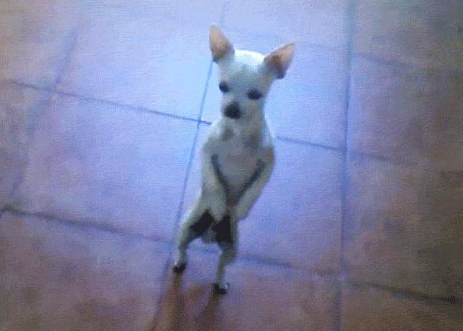 cane