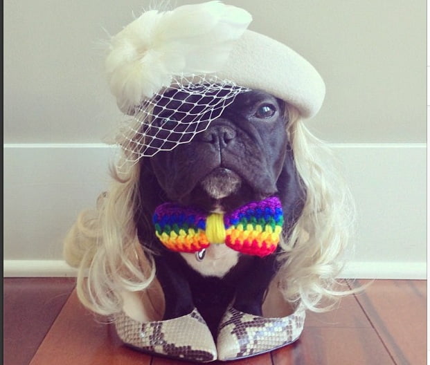 trotter_dog_thb