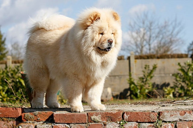chow-chow-color-crema
