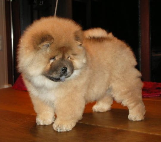 chow