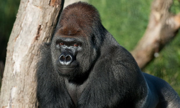 gorilla-