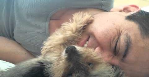 cane accarezza padrone