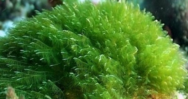 alga klamath.