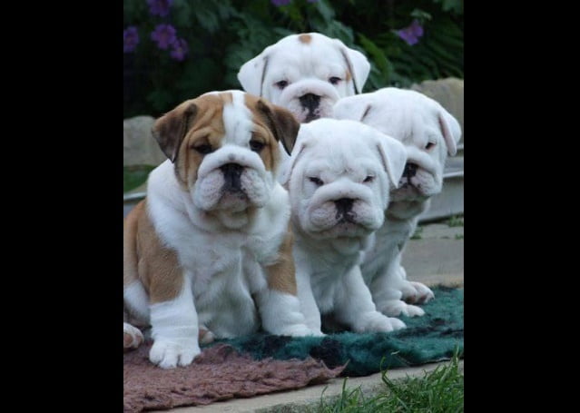 cucciolo-di-bulldog