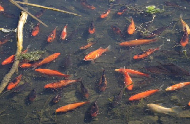 pesci-rossi