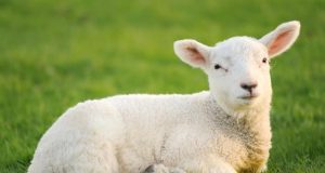 Abbandonato sulla strada perché troppo debole. Nuvola, l’agnellino che scamperà al macello di Pasqua: