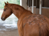 Dermatofilosi o malattia della pioggia: sintomi, cause, contagio e cura Dermatofilosi nel cavallo con croste provocate dalla malattia della pioggia