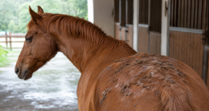 Dermatofilosi o malattia della pioggia: sintomi, cause, contagio e cura Dermatofilosi nel cavallo con croste provocate dalla malattia della pioggia