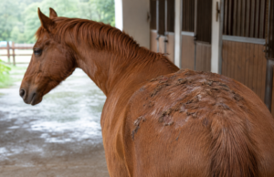 Dermatofilosi o malattia della pioggia: sintomi, cause, contagio e cura Dermatofilosi nel cavallo con croste provocate dalla malattia della pioggia