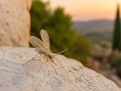Toscana virus: sintomi, contagio, rischi e prevenzione